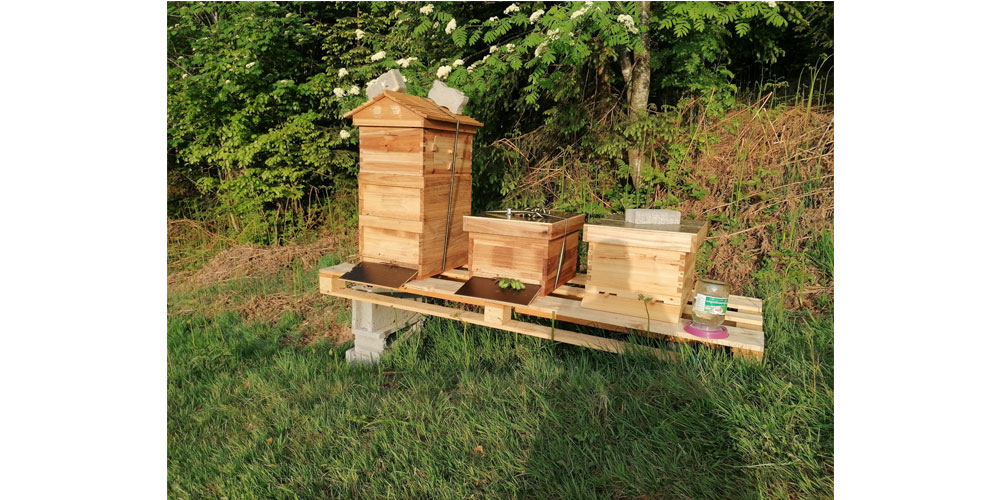 VAV Bienenstock 5