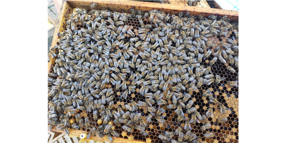 Bienenschwarm