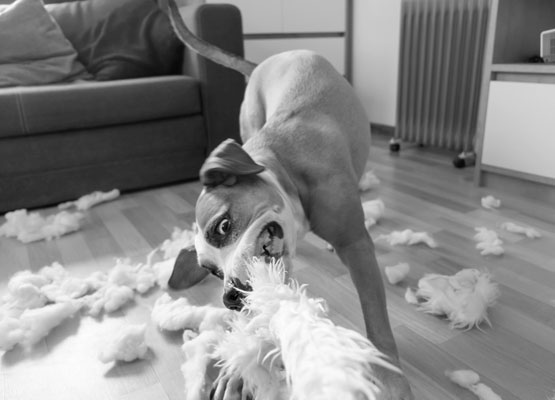 VAV Hundehaftpflichtversicherung