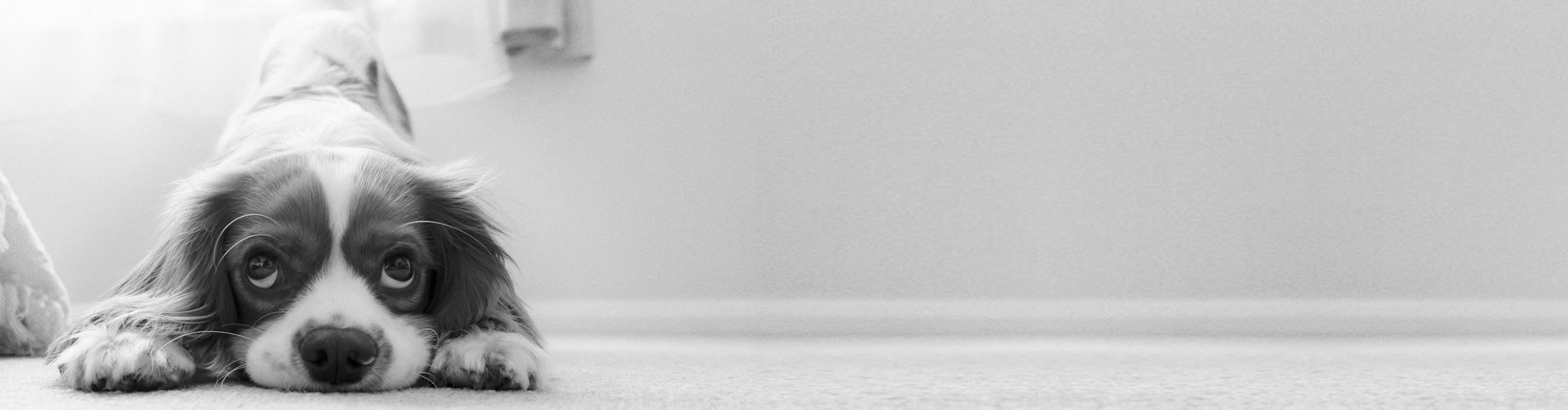 VAV Hundehaftpflichtversicherung Header image