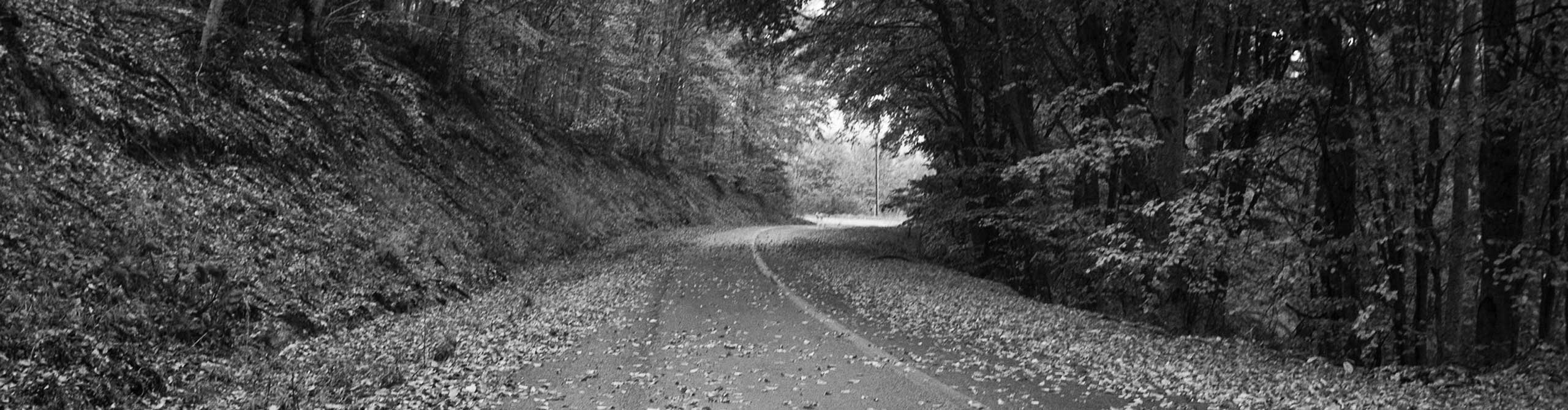 Laub auf Straße Header image