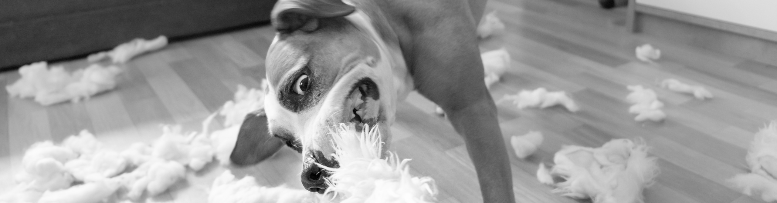 VAV Hundehaftpflichtversicherung Header image