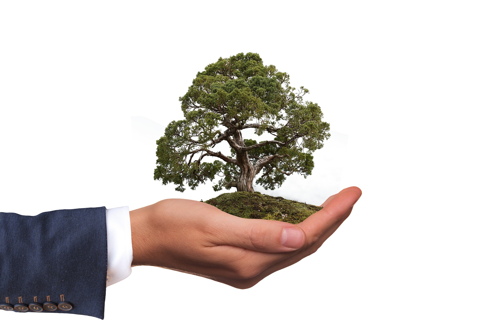 Baum wächst
